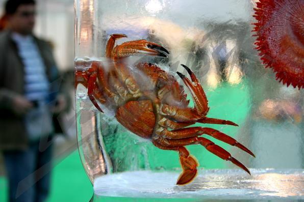 red_ceviar_in_ice7