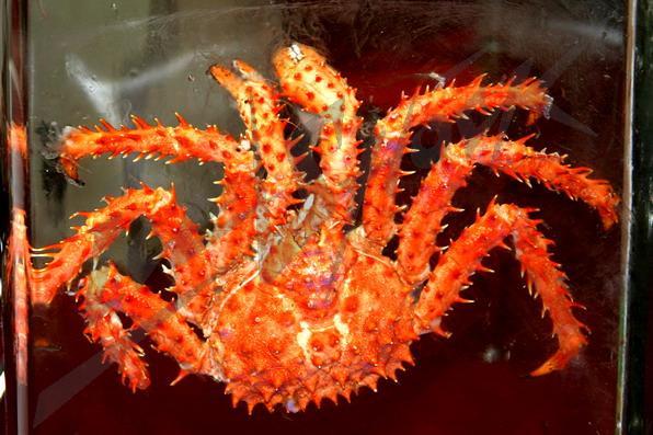 red_ceviar_in_ice8