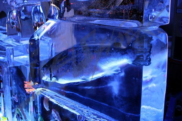 ice_bar_aquarium13