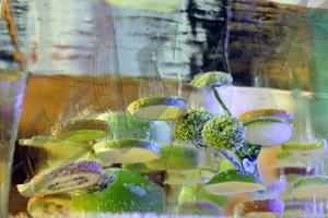 fruit_in_ice1