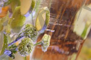 fruit_in_ice4