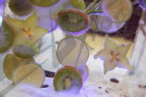 fruit_in_ice5