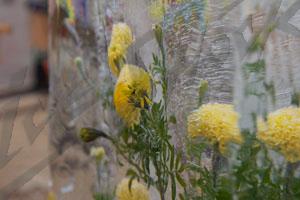 flowers-in-ice