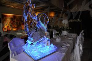 swan_1