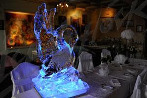 swan_5