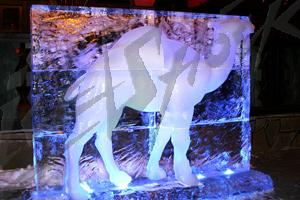ice_camel