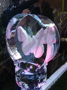 butterfly_4