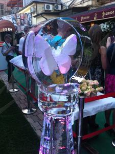 butterfly_6