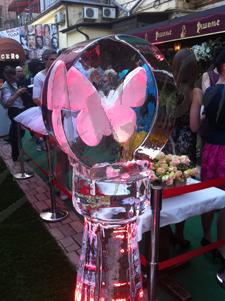 butterfly_7