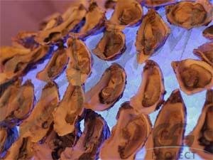 oyster_14