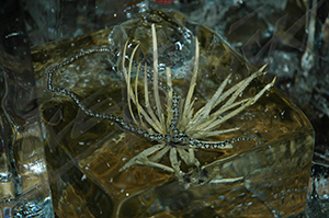ice_32
