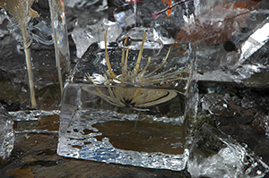 ice_36