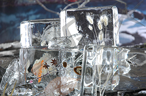 ice_41